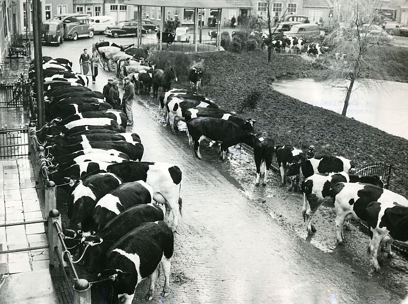 ENKELE HERINNERINGEN AAN DE WATERSNOODRAMP VAN 1953 IN ZUIDLAND